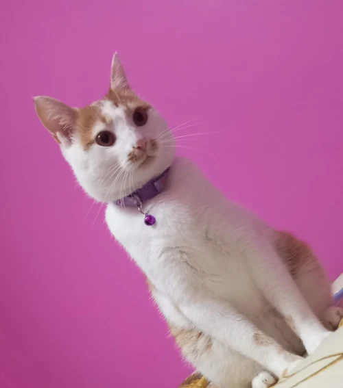 Mumbuss — the Axene Solutions mascot cat